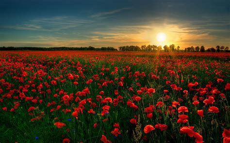 Field of Roses Wallpaper - WallpaperSafari