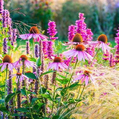 20 Best Perennials That Bloom Year After Year | The Family Handyman