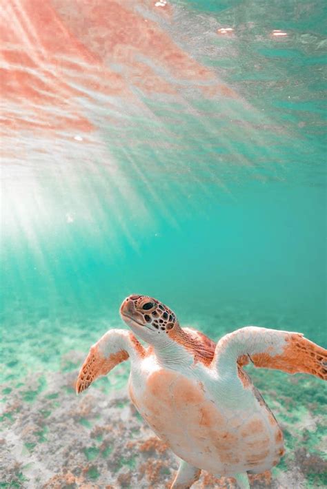 Bộ sưu tập 30+ Turtle cute background Dành cho những ai yêu thích loài rùa