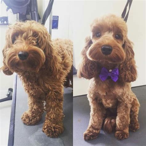 Image result for cockapoo grooming before and after | Cockapoo grooming ...