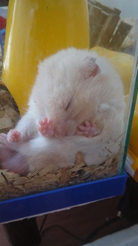 Sleeping : hamsters