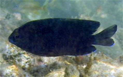 Longfin Damselfish - Stegastes diencaeus - Caribbean Fish ...