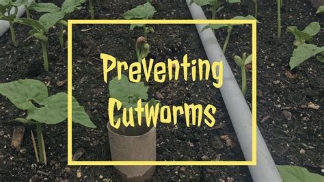 Preventing Cutworms - YouTube