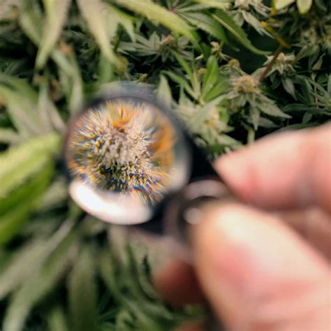 Purple Trichomes: When do I harvest buds? | Grow Weed Easy