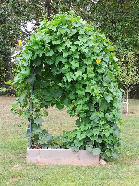 How To Harvesting Loofah Gourds; Loofah Sponges - Jett's Kitchen