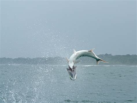 jumping-tarpon – The Venturing Angler