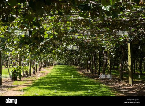 Kiwi fruit vines growing at the Kiwi 360 farm near Tauranga, New ...