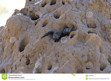 Mongoose stock image. Image of fauna, predators, habitat - 43609637