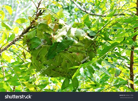 3,332 Weaver Ant Nest Images, Stock Photos & Vectors | Shutterstock