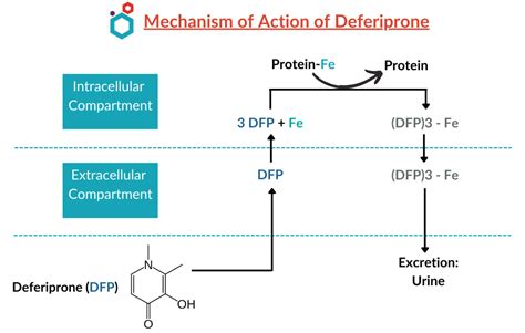 Deferiprone | Mechanism of Action, Uses & Side effects