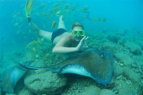 Curacao Sea Aquarium Stingray Snorkel, Shark Feeding 2022 - Viator