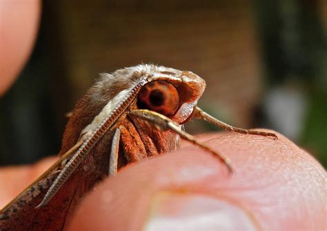 Bogong moth | Kirsty Komuso | Flickr