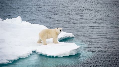 Global Warming Polar Ice Caps