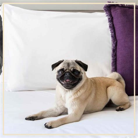 8 Dog-Friendly Hotels In Sydney