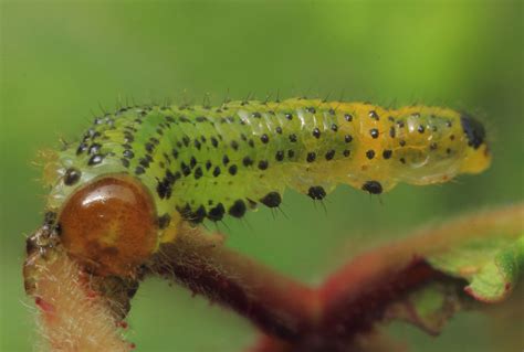 Sawfly Larvae – wildlifemacro