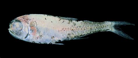 Diogenes Lanternfish | Mexican Fish.com