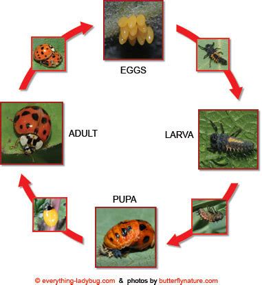 The Life Cycle Of A Ladybug All About Ladybugs 29900 | The Best Porn ...