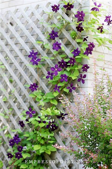 Clematis Vine On Trellis