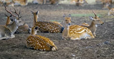 The Mystery of Spotted Deer Antlers - Taman Safari Bali