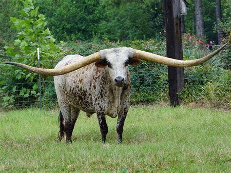 Guinness World Record For Longest Horn Span Goes To Texas Longhorn From ...