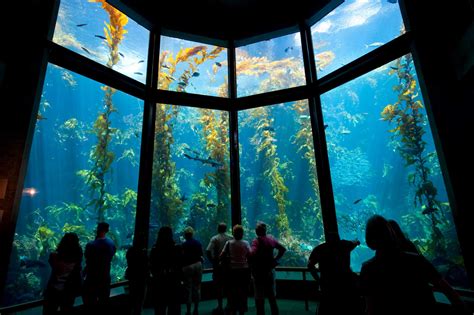 Sleepover At The Monterey Bay Aquarium May 12 - Aquarium Views