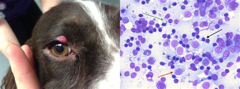 CYTOLOGY CORNER: what’s your diagnosis? - BattLab - Veterinary ...