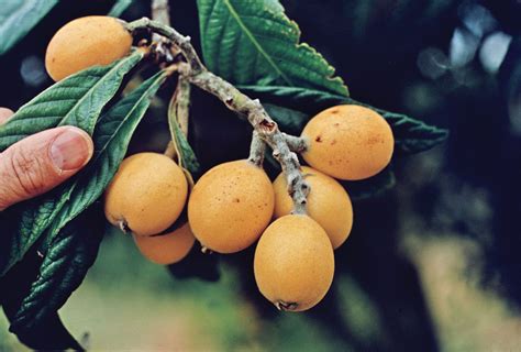 Loquat | Definition, Fruit, History, Cultivation, Nutrition, & Facts ...