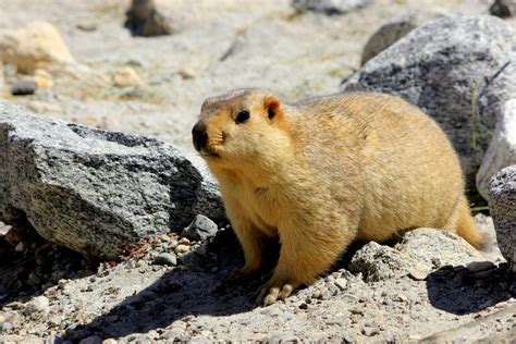 Epshita Chatterjee Arts | Himalayan Marmot | Marmota himalayana | Nubra ...