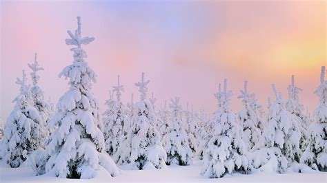 snow covered trees in the foreground with a pink and blue sky behind ...