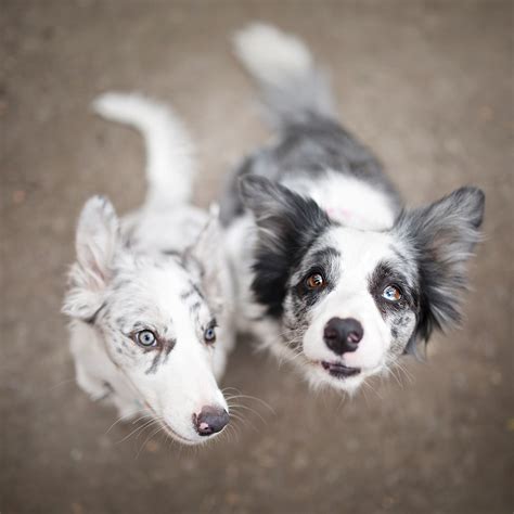 27+ Red Merle Blue Merle Border Collie Puppy Photo - Codepromos