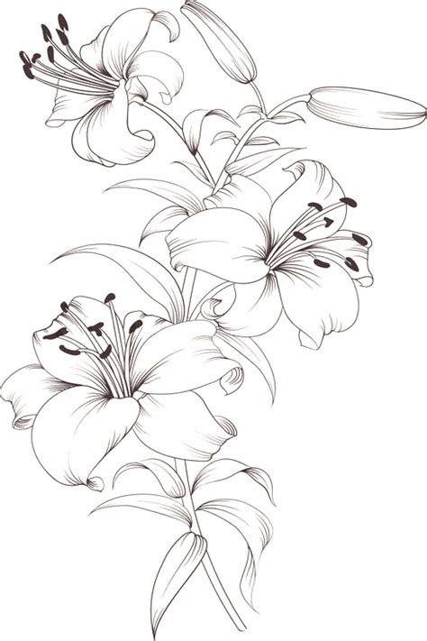 15+ Lily Coloring Pages | Color Info