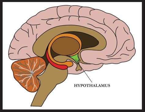 Hypothalamus has an important role in maintaining homeostasis. Analyze ...