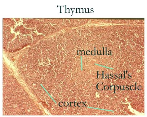 Histology of Thymus Gland