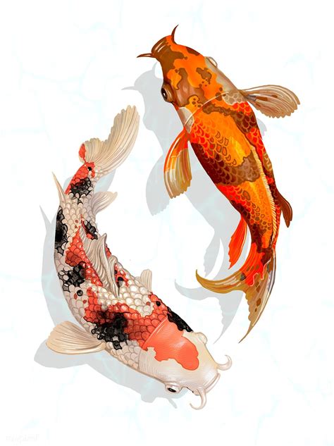 Two Japanese Koi fish swimming | premium image by rawpixel.com | Koi ...