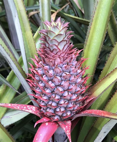 Ananas bracteatus (red pineapple) found in Sri Lanka