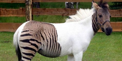 Zebra Horse Donkey Hybrid