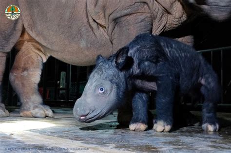 Critically endangered Sumatran rhino born at Indonesian sanctuary – USA ...