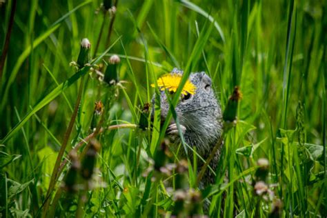 Why Professional Gopher Removal Services Are Essential for Property ...