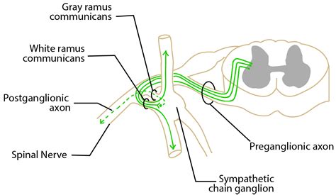 Rami Anatomy - Anatomy Book