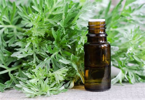 Amazing Benefits of Mugwort Essential Oil | Essential oil distillation ...