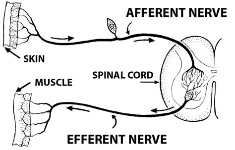 Difference Between Afferent and Efferent | Definition, Features, Function