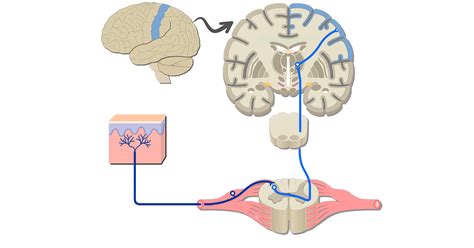 Examples of Somatic Nervous System Pathways | GetBodySmart