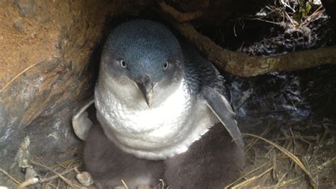 'Forever Chemicals' Found in the Blood and Nests of Little Penguins ...