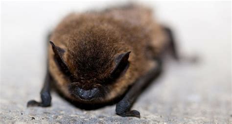 4 Important Facts About Little Brown Bats Role in Ecosystem | Skedaddle ...