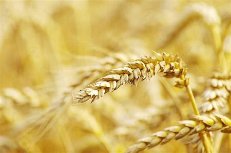 Golden Wheat Nature Golden Harvesting Photo Background And Picture For ...