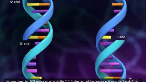 DNA Replication HD animation - YouTube