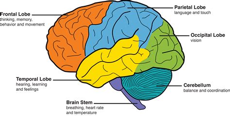 Parts Of The Brain Diagram And Function Brain Facts: Importa