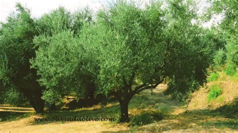 Greek Olive Tree Symbolism - Olive Tree Meaning