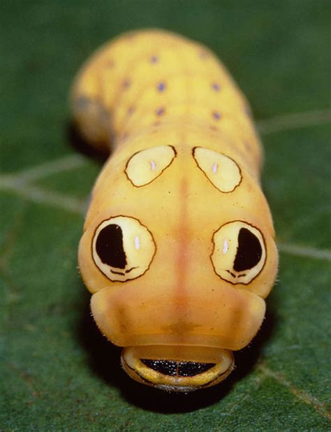 Camouflage art of caterpillars