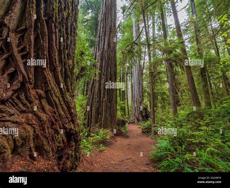 Boy Scout Trail through the redwoods, Jedediah Smith Redwoods State ...